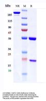 Anti-ERBB1 / EGFR / HER1 Reference Antibody (modotuximab)