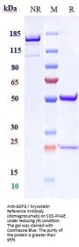 Anti-GDF8 / Myostatin Reference Antibody (domagrozumab)