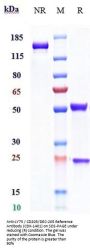 Anti-LY75 / CD205/DEC-205 Reference Antibody (CDX-1401)