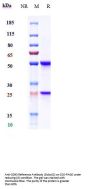 Anti-CD93 Reference Antibody (Dcby02)