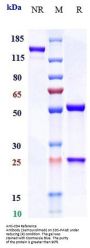 Anti-CD4 Reference Antibody (Semzuvolimab)