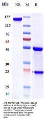 Anti-TNFRSF10B / TRAILR2 / CD262 Reference Antibody (tigatuzumab)