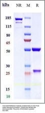 Anti-GCGR Reference Antibody (crotedumab)