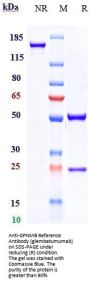 Anti-GPNMB Reference Antibody (glembatumumab)