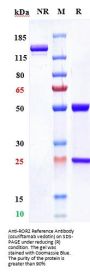 Anti-ROR2 Reference Antibody (ozuriftamab vedotin)