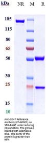 Anti-CD47 Reference Antibody (CC-90002)