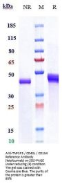 Anti-TNFSF5 / CD40L / CD154 Reference Antibody (letolizumab)
