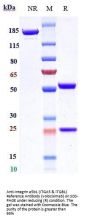 Anti-Integrin a5b1 (ITGA5 & ITGB1) Reference Antibody (volociximab)