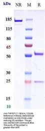 Anti-TNFRSF17 / BCMA / CD269 Reference Antibody (belantamab mafodotin)
