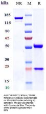 Anti-TNFRSF17 / BCMA / CD269 Reference Antibody (belantamab)