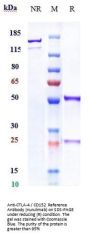 Anti-CTLA-4 / CD152 Reference Antibody (nurulimab)