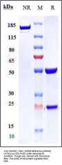 Anti-VEGFR2 / KDR / CD309 Reference Antibody (AT001)
