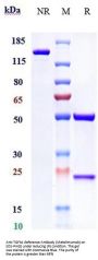 Anti-TGFb1 Reference Antibody (Metelimumab)