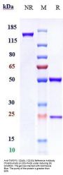 Anti-TNFSF5 / CD40L / CD154 Reference Antibody (Toralizumab)