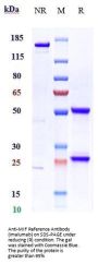 Anti-MIF Reference Antibody (imalumab)