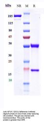 Anti-IGF1R / CD221 Reference Antibody (figitumumab)