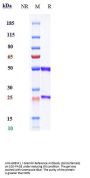 Anti-GREM1 / Gremlin Reference Antibody (Ginisortamab)