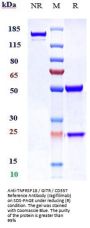 Anti-TNFRSF18 / GITR / CD357 Reference Antibody (ragifilimab)