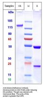 Anti-CD44v6 Reference Antibody (bivatuzumab)