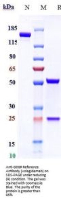 Anti-GCGR Reference Antibody (volagidemab)
