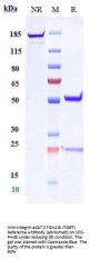 Anti-Integrin a4b7 (ITGA4 & ITGB7) Reference Antibody (abrilumab)