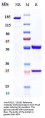 Anti-PSGL1 / CD162 Reference Antibody (neihulizumab)