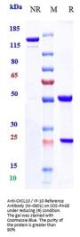 Anti-CXCL10 / IP-10 Reference Antibody (NI-0801)