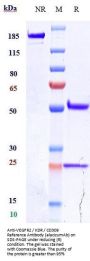 Anti-VEGFR2 / KDR / CD309 Reference Antibody (alacizumAb)