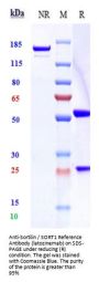 Anti-Sortilin / SORT1 Reference Antibody (latozinemab)
