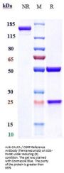 Anti-CALCA / CGRP Reference Antibody (fremanezumab)