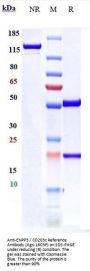 Anti-ENPP3 / CD203c Reference Antibody (Ags-16C3F)