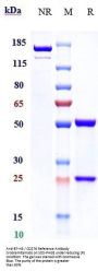 Anti-B7-H3 / CD276 Reference Antibody (Vobramitamab)