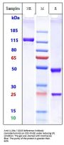 Anti-IL-2Ra / CD25 Reference Antibody (camidanlumAb)