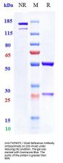 Anti-TNFRSF5 / CD40 Reference Antibody (mitazalimab)