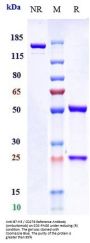 Anti-B7-H3 / CD276 Reference Antibody (omburtamab)