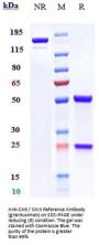 Anti-CA9 / CAIX Reference Antibody (girentuximab)