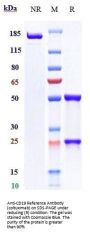 Anti-CD19 Reference Antibody (coltuximab)