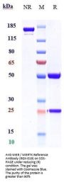 Anti-MER / MERTK Reference Antibody (RGX-019)