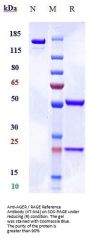 Anti-AGER / RAGE Reference Antibody (XT-M4)