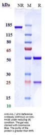 Anti-AXL / UFO Reference Antibody (ORY012)