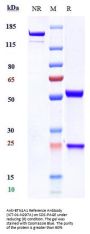 Anti-BTN1A1 Reference Antibody (ICT-01-N297A)