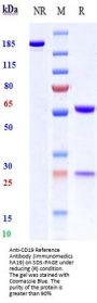 Anti-CD19 Reference Antibody (Immunomedics hA19)