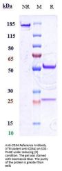 Anti-CD34 Reference Antibody (ITRI patent anti-CD34)