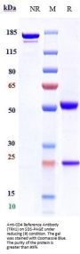 Anti-CD4 Reference Antibody (TRX1)