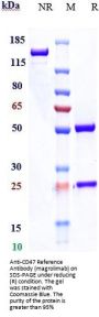 Anti-CD47 Reference Antibody (magrolimab)
