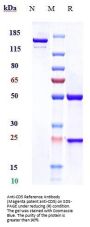Anti-CD5 Reference Antibody (Magenta patent anti-CD5)