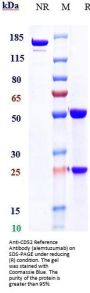 Anti-CD52 Reference Antibody (alemtuzumab)