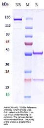 Anti-CEACAM1 / CD66a Reference Antibody (Chaim Sheba Med. Cntr. patent anti-CEACAM1)