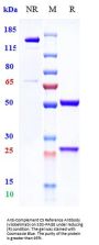 Anti-Complement C5 Reference Antibody (vilobelimab)