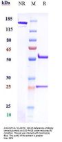 Anti-CSF1R / M-CSFR / CD115 Reference Antibody (emactuzumab)